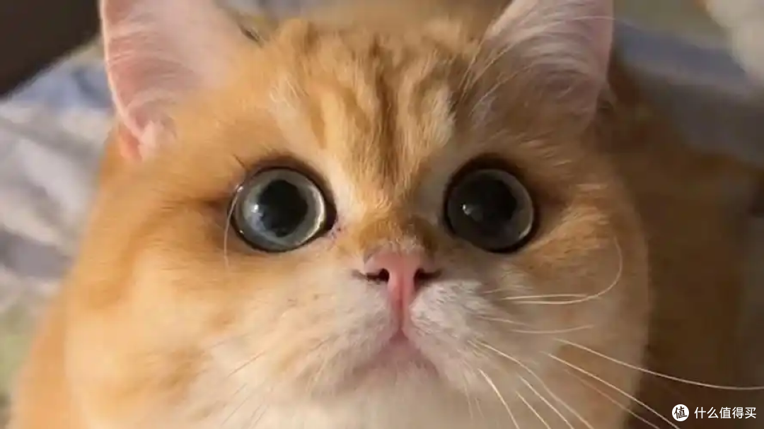 猫咪总“吐毛球”怎么办?有什么解决方法?