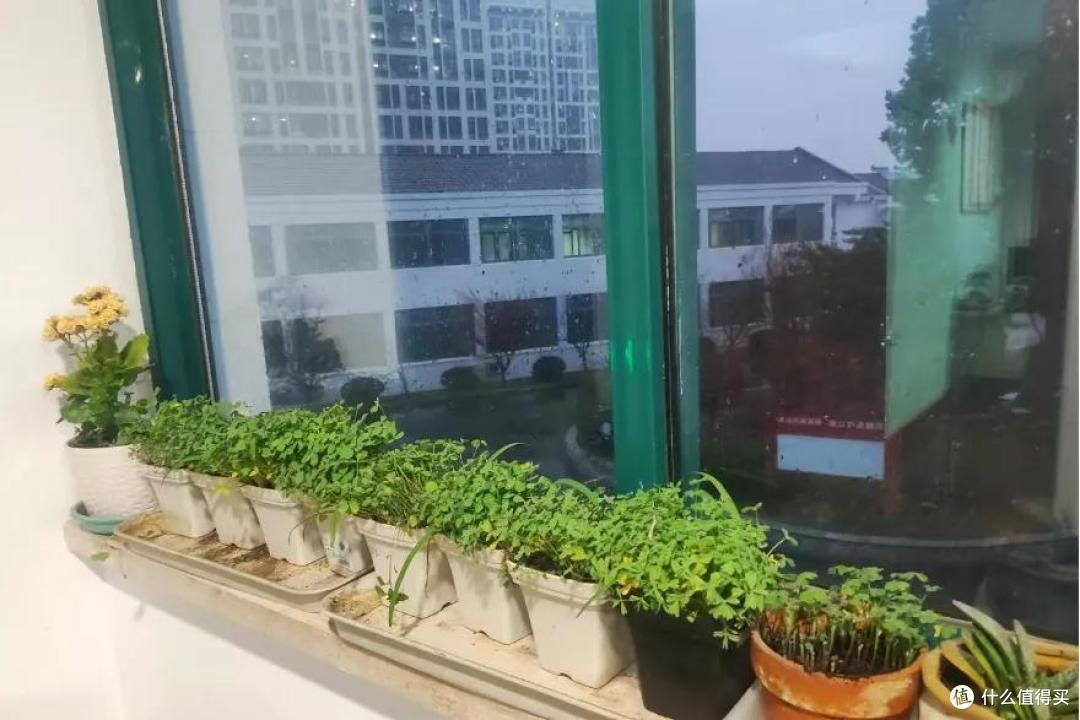 男子痛心吐槽:老婆不让养花,一气之下全砸了!网友:天塌了哥们
