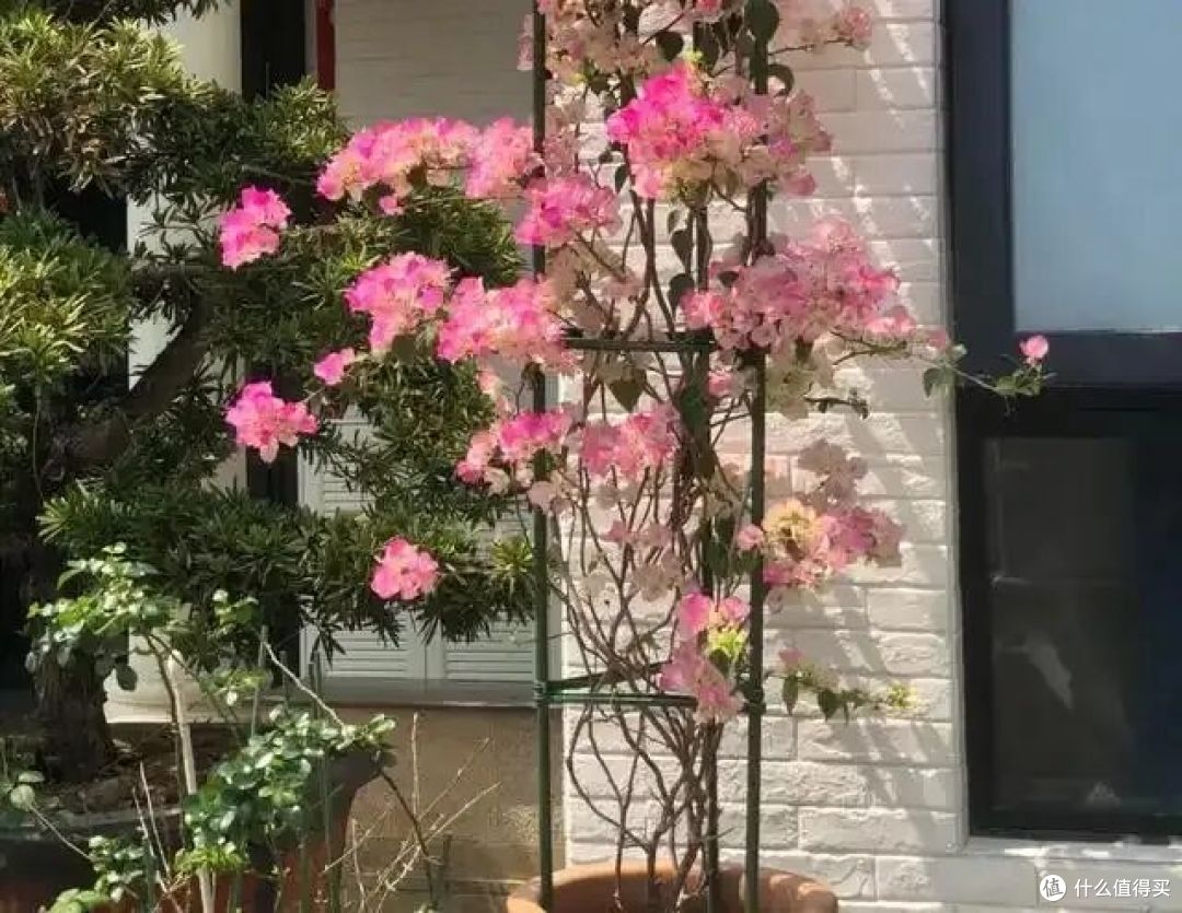 广西一小姐姐,因“一棵三角梅养10年”火了,开成五彩瀑布,真美