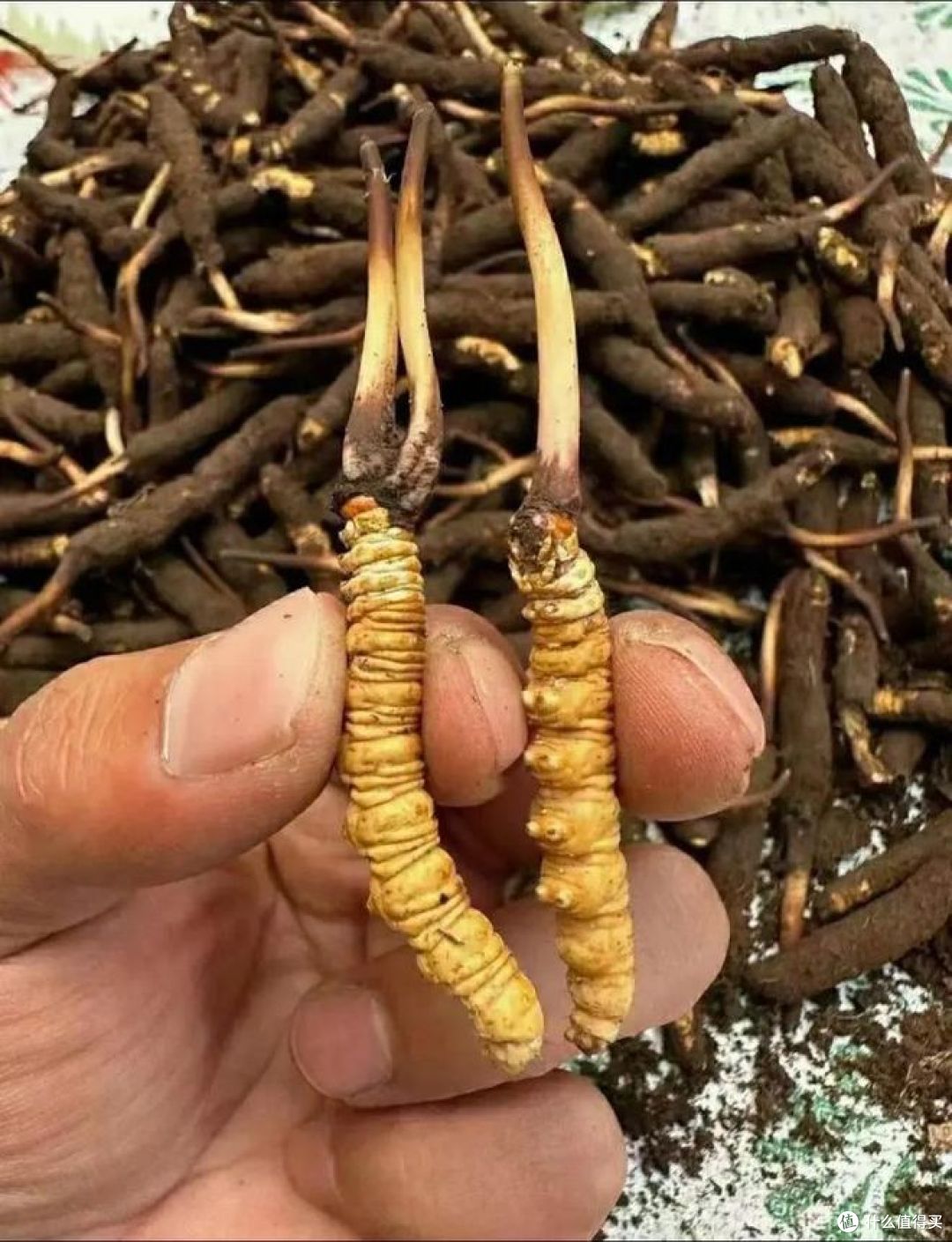 野生虫草和人工虫草的区别在哪里?哪种更值钱？