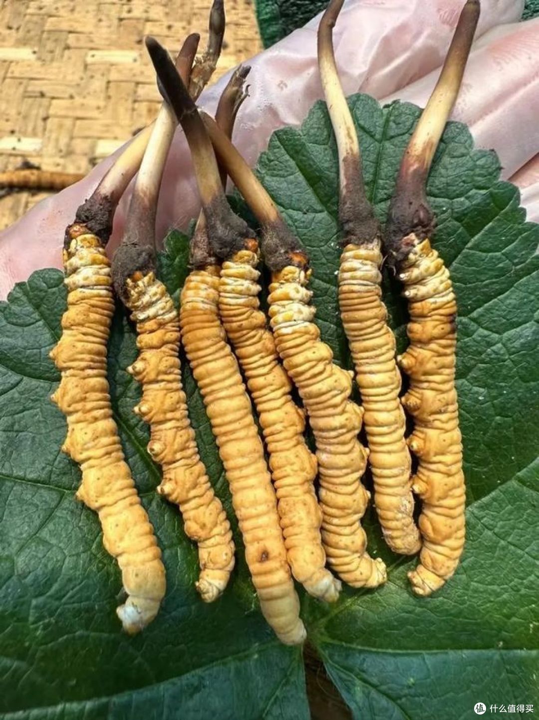 野生虫草和人工虫草的区别在哪里?哪种更值钱？