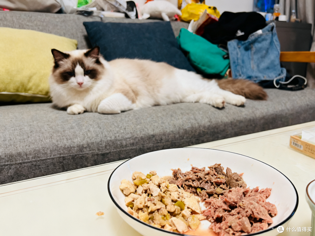 吃猫粮好还是吃自制猫饭好?猫咪自制猫饭和猫粮哪个便宜
