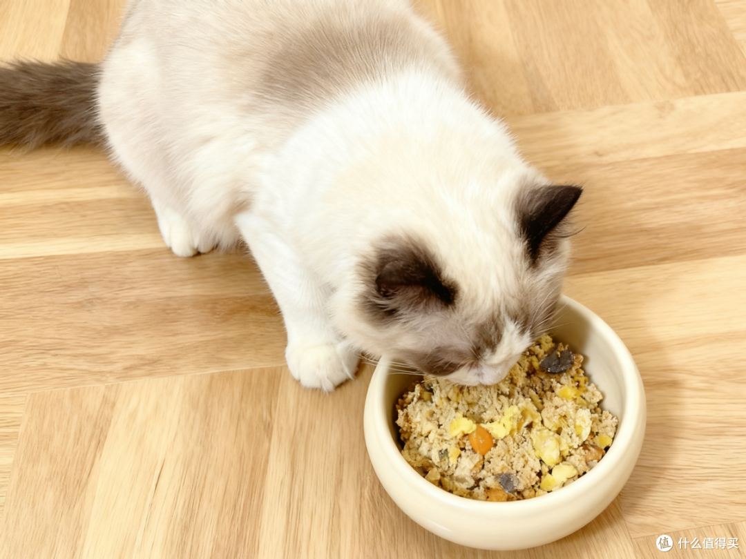 吃猫粮好还是吃自制猫饭好?猫咪自制猫饭和猫粮哪个便宜
