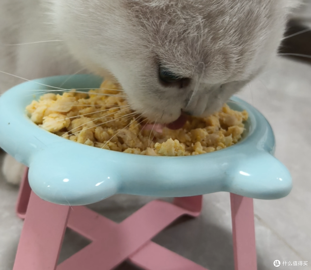 自制猫饭好还是罐头好?自制猫饭和猫粮哪个更省钱,自制猫饭配方