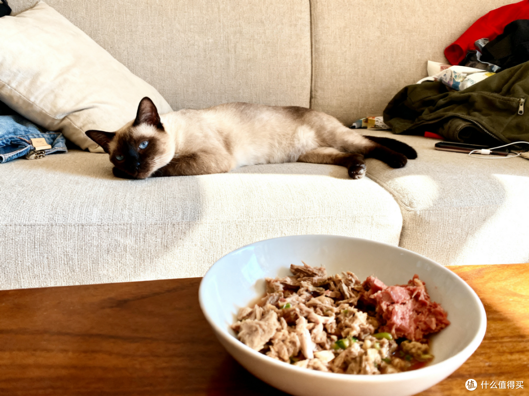 自制猫饭好还是罐头好?自制猫饭和猫粮哪个更省钱,自制猫饭配方