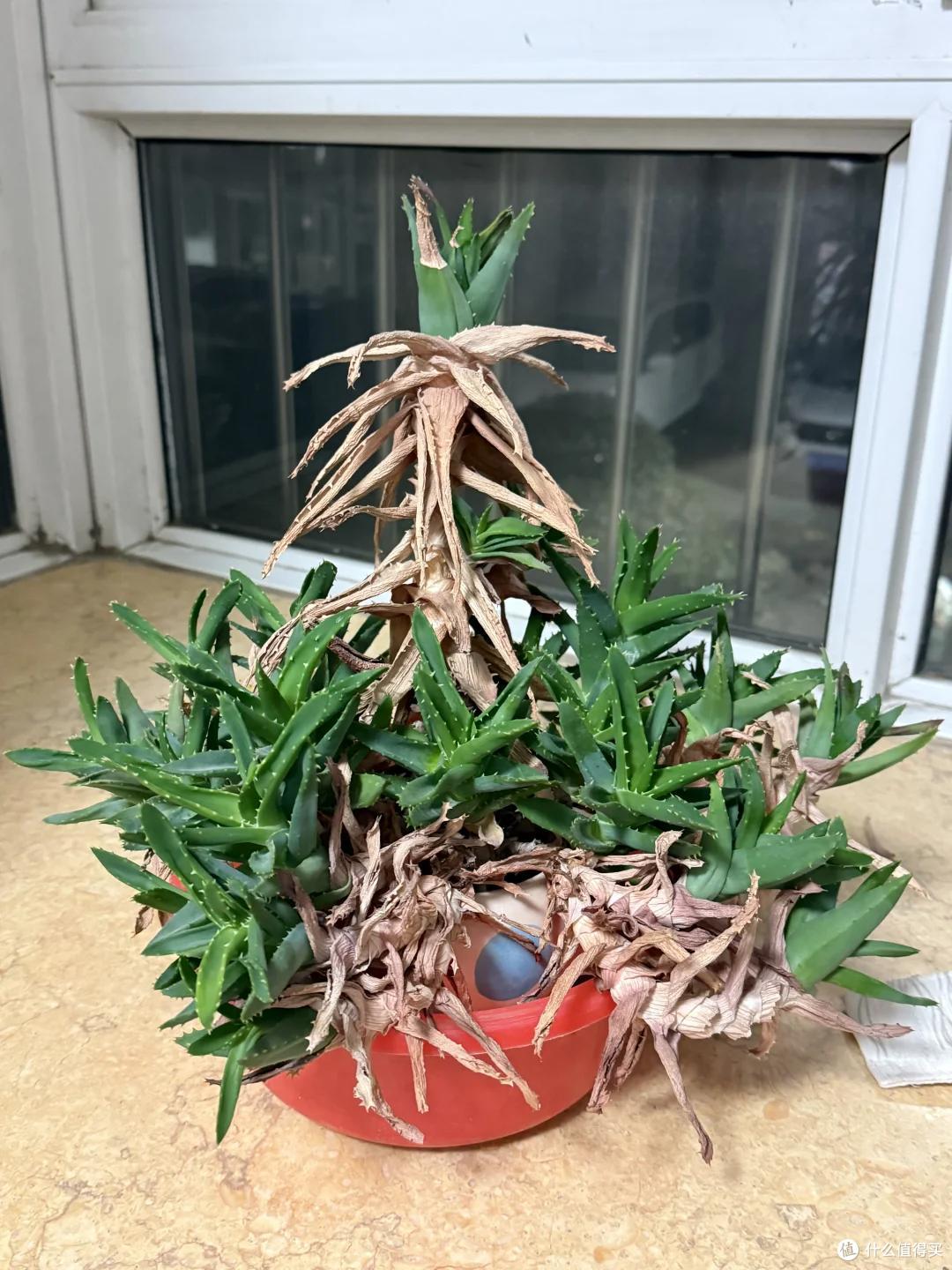 杭州一伙子两年没回家,家里的芦荟竟还活着?网友:修炼成精了~