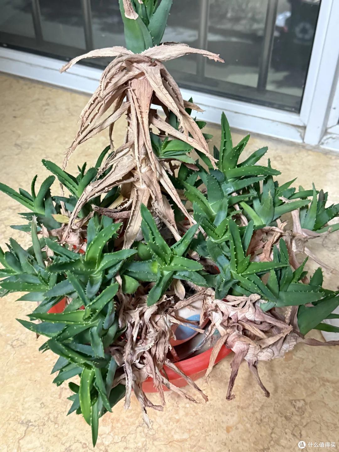 杭州一伙子两年没回家,家里的芦荟竟还活着?网友:修炼成精了~