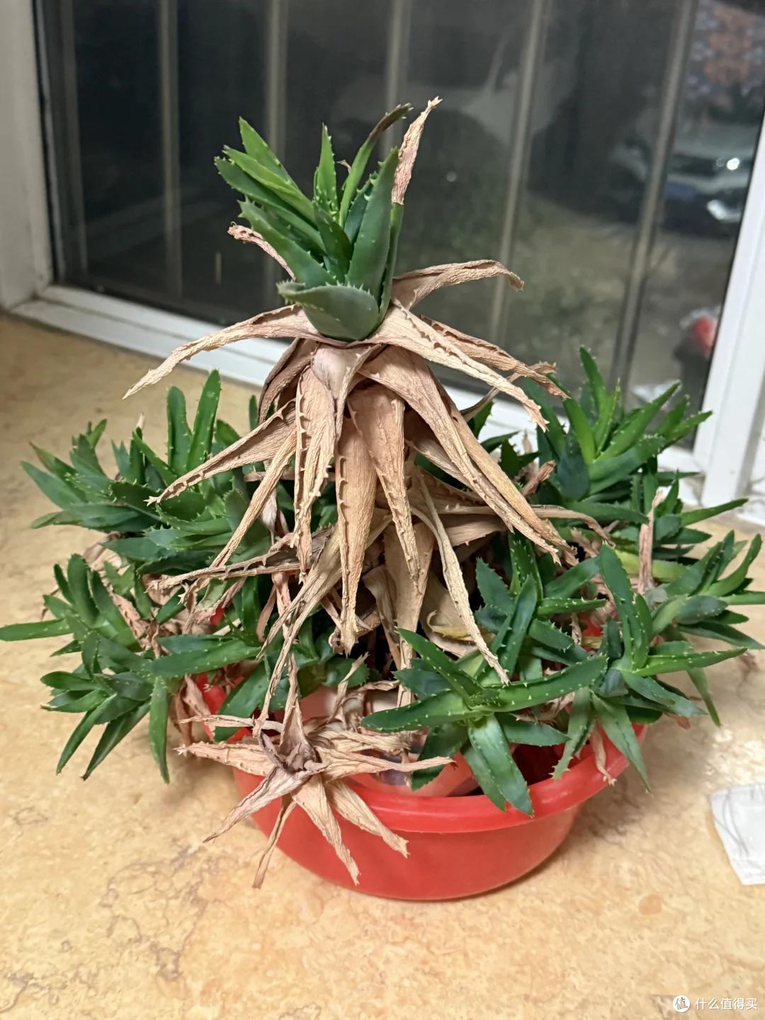 杭州一伙子两年没回家,家里的芦荟竟还活着?网友:修炼成精了~