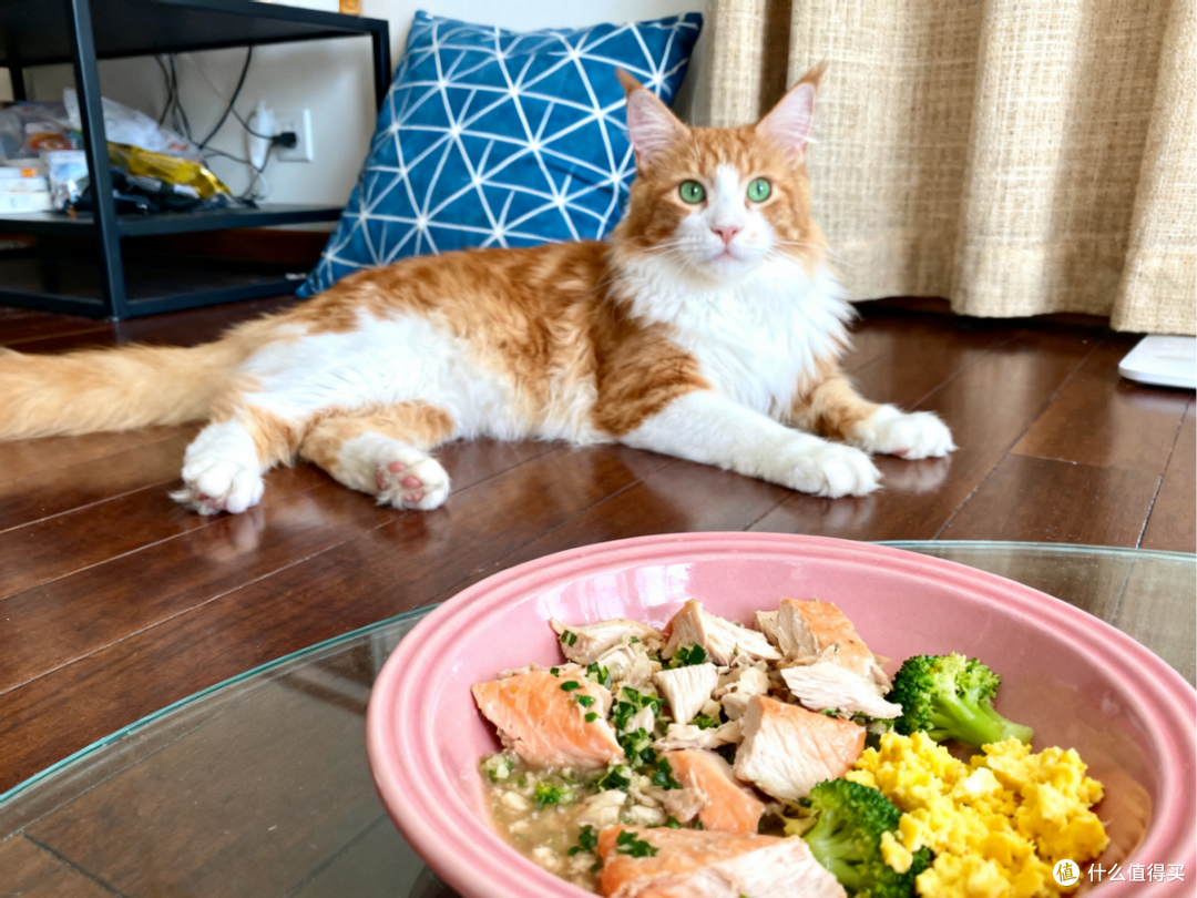 自制猫饭可以天天吃吗?自制猫饭和猫粮的区别,自制猫饭配方教程