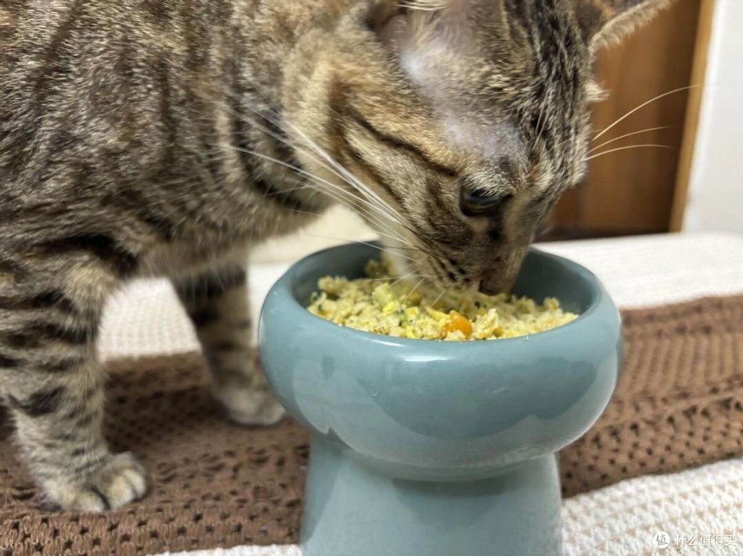 自制猫饭可以天天吃吗?自制猫饭和猫粮的区别,自制猫饭配方教程
