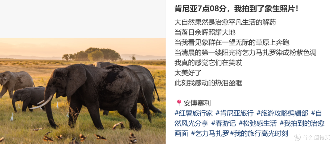 东非草原大堵车,真是中国游客扎堆“挤”出来的?