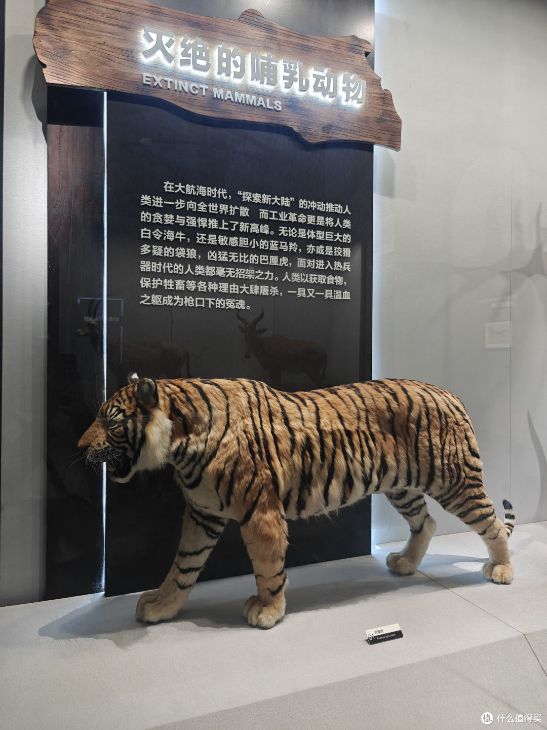 为了驴肉火烧而去的城市,意外解锁亚洲最大自然博物馆!