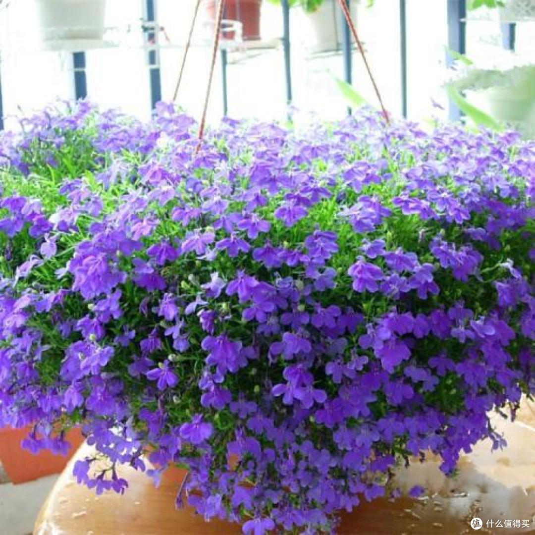 56岁的上海阿姨养了几盆花,一到花期开成“花帘子”,那叫一个美