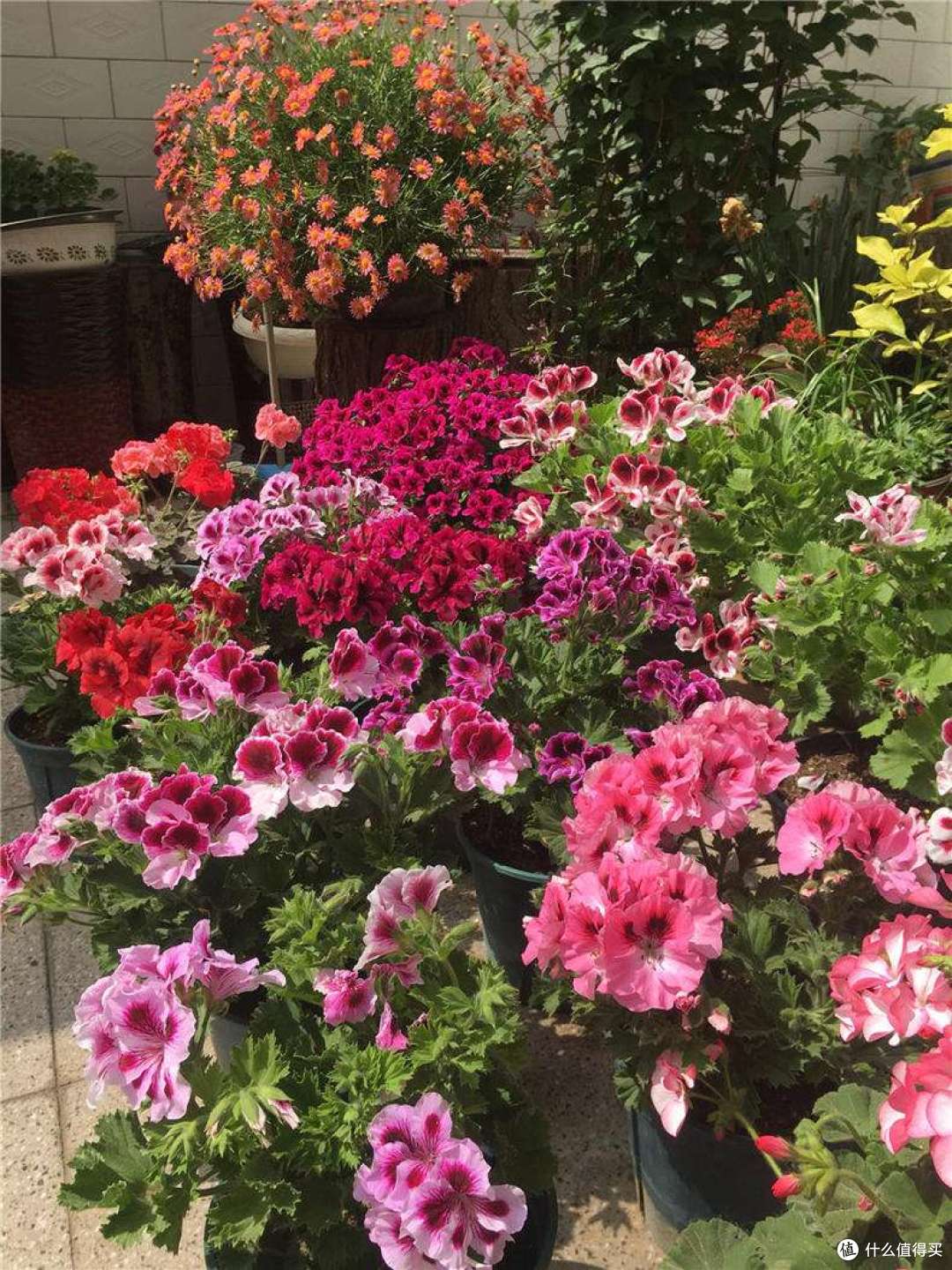 56岁的上海阿姨养了几盆花,一到花期开成“花帘子”,那叫一个美