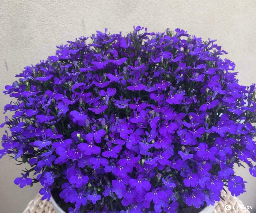 56岁的上海阿姨养了几盆花,一到花期开成“花帘子”,那叫一个美