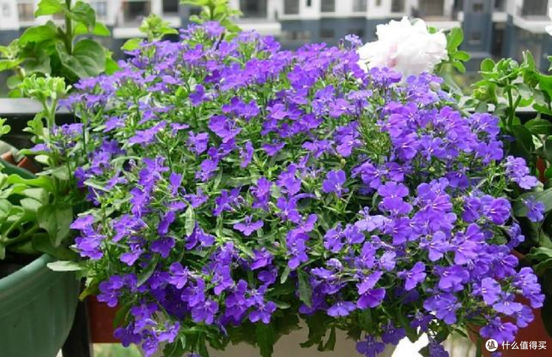 56岁的上海阿姨养了几盆花,一到花期开成“花帘子”,那叫一个美
