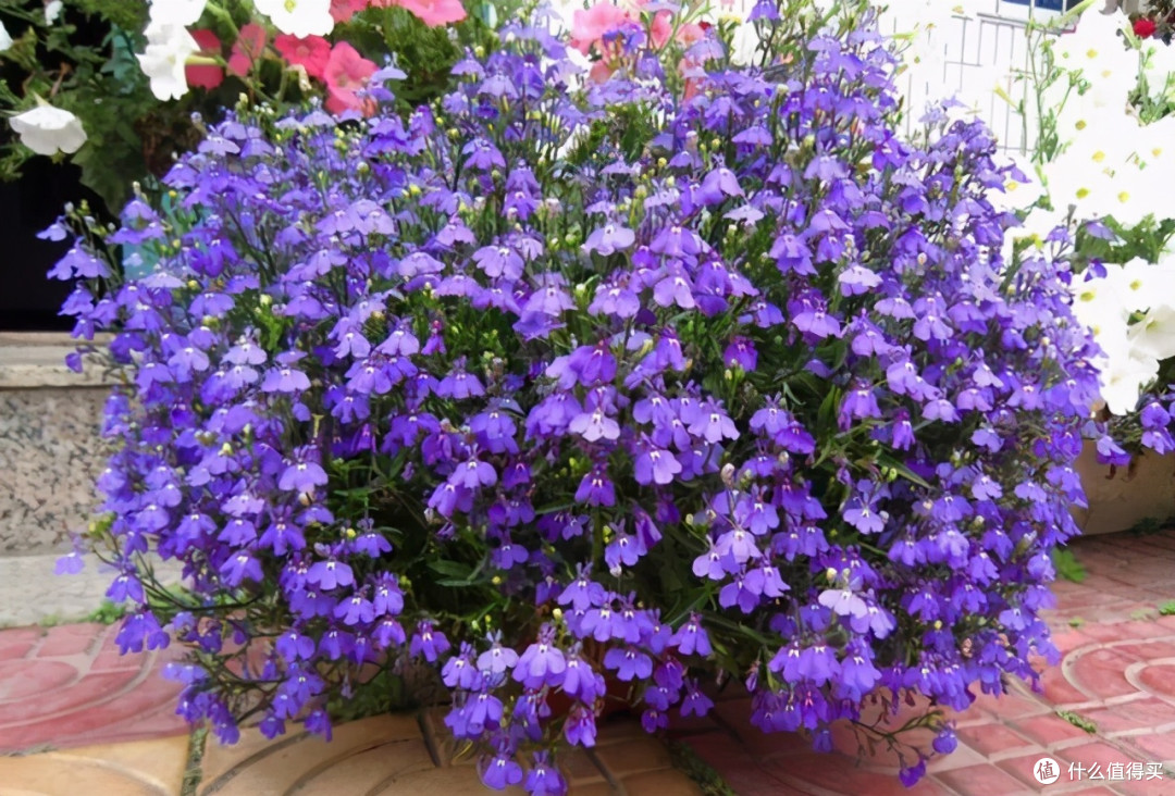 56岁的上海阿姨养了几盆花,一到花期开成“花帘子”,那叫一个美