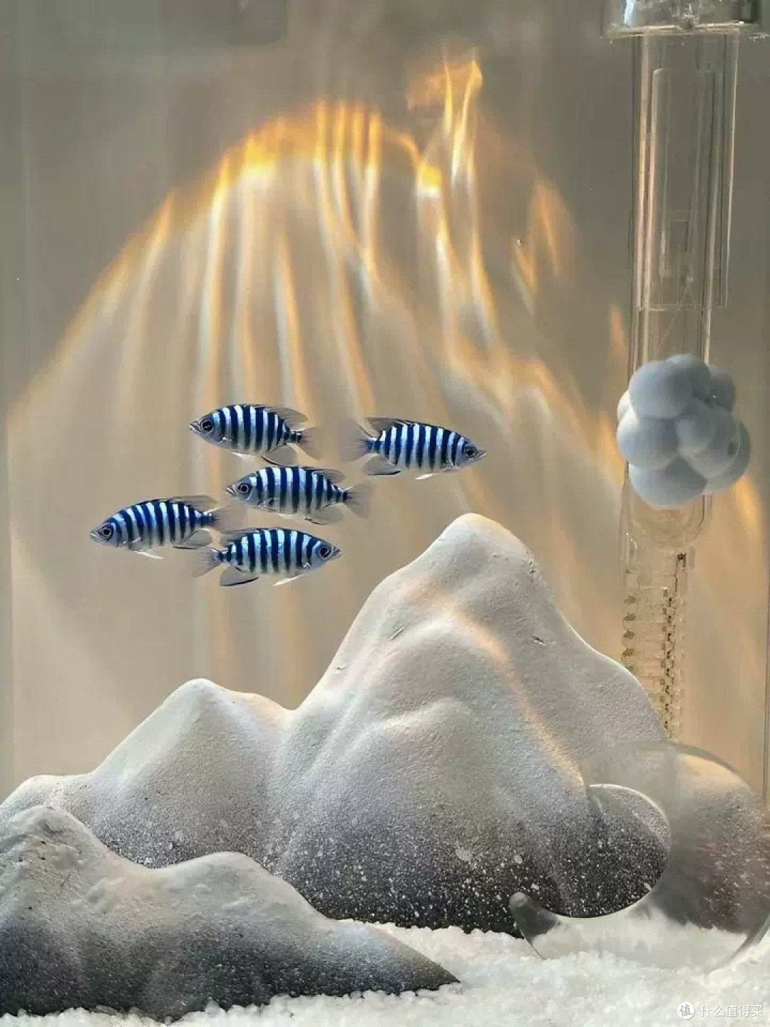 鱼缸装饰新潮流：“雪山鎏金”主题缸的治愈美学