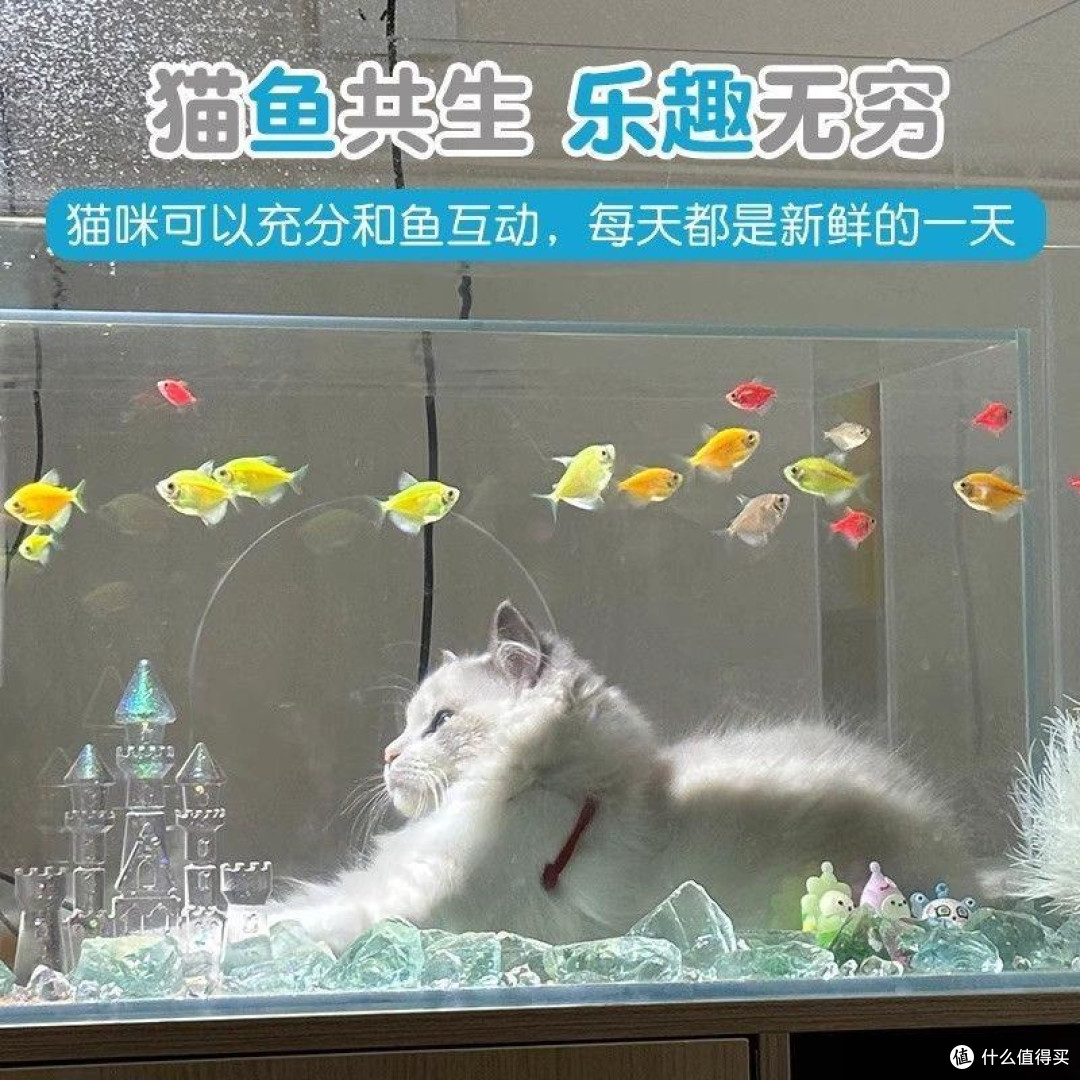 猫咪与鱼如何和谐共处?