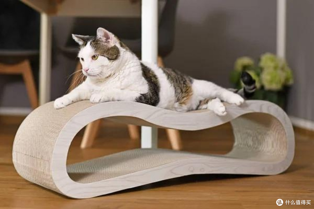 猫鱼共处?这些技巧你得知道!