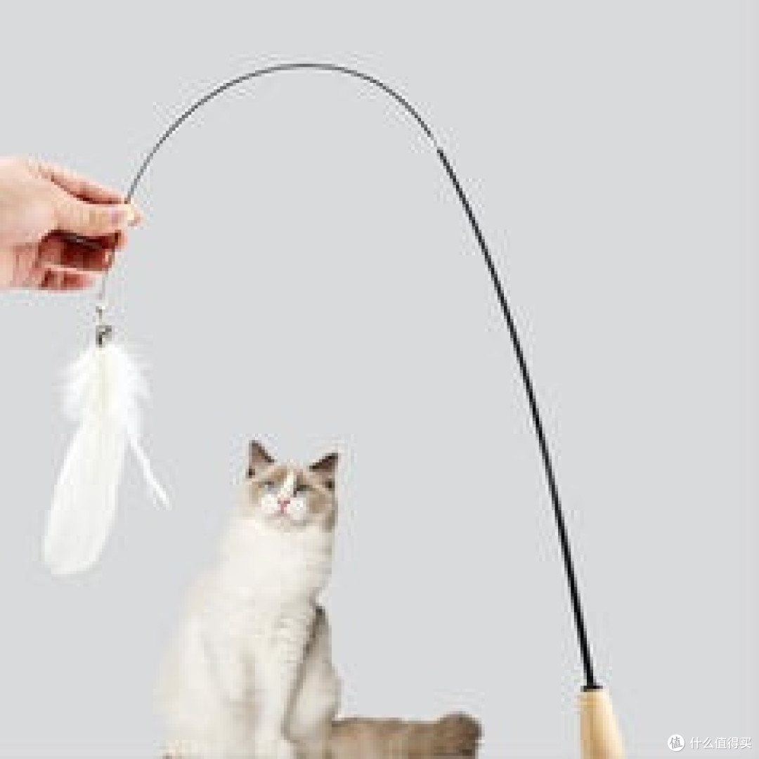 猫鱼共处?这些技巧你得知道!