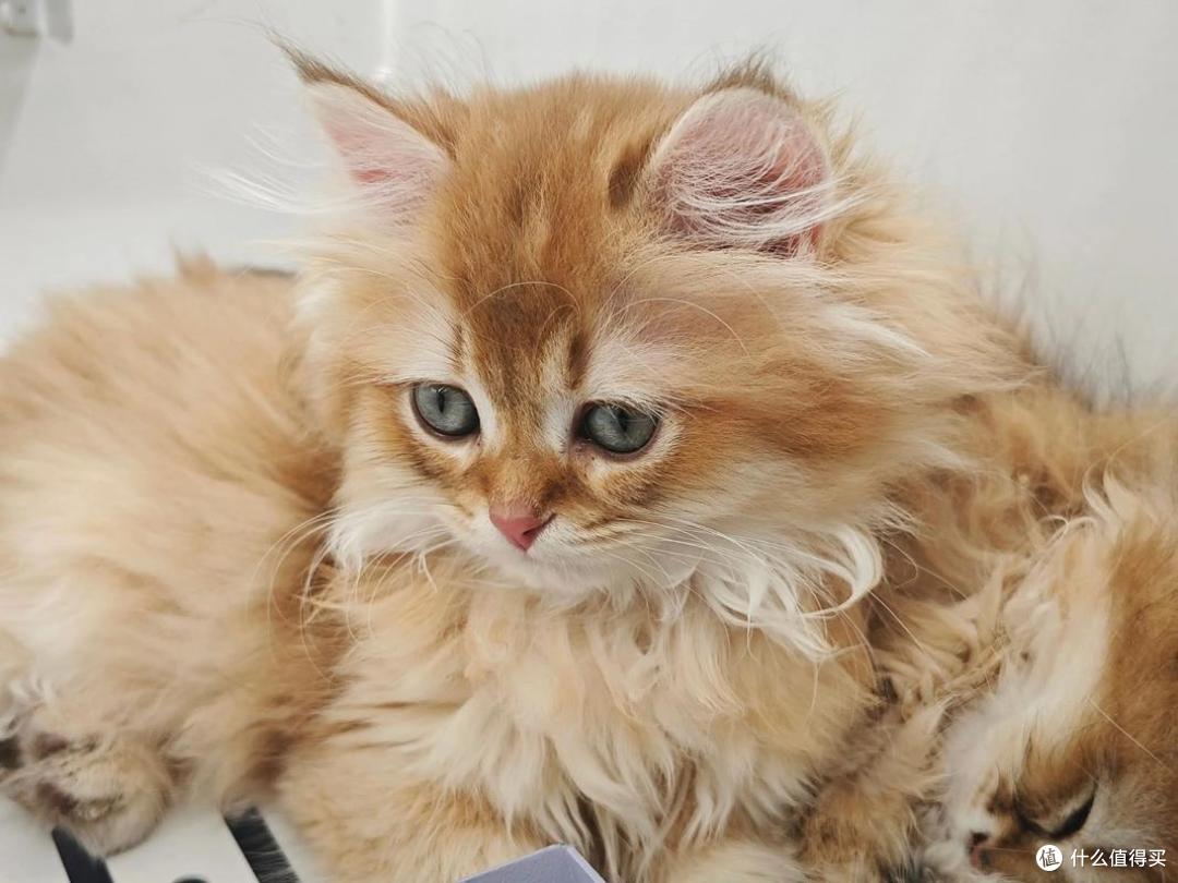 猫咪肠胃弱吃什么猫粮好?2025 护肠猫粮实测榜推荐!