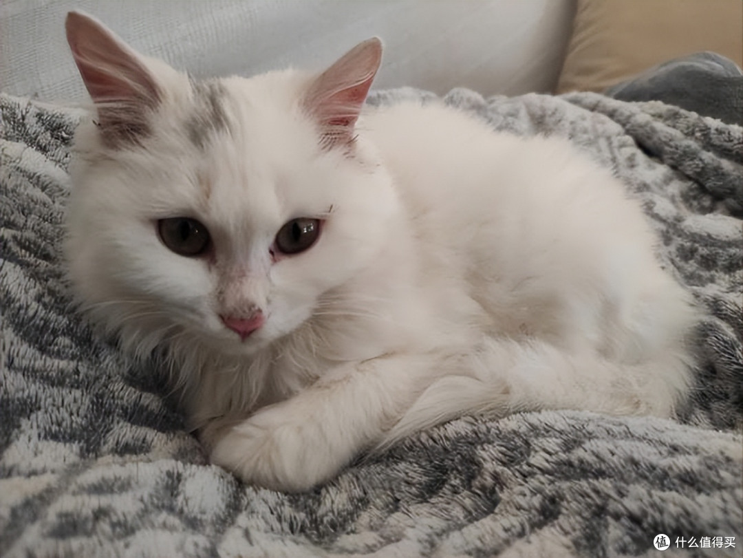 猫咪肠胃弱吃什么猫粮好?2025 护肠猫粮实测榜推荐!