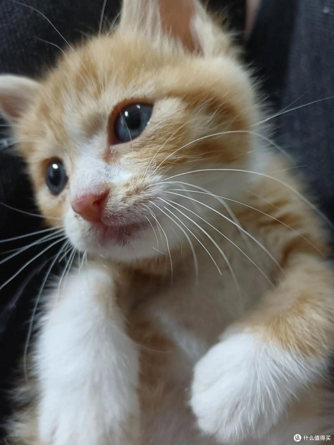 猫咪肠胃弱吃什么猫粮好?2025 护肠猫粮实测榜推荐!