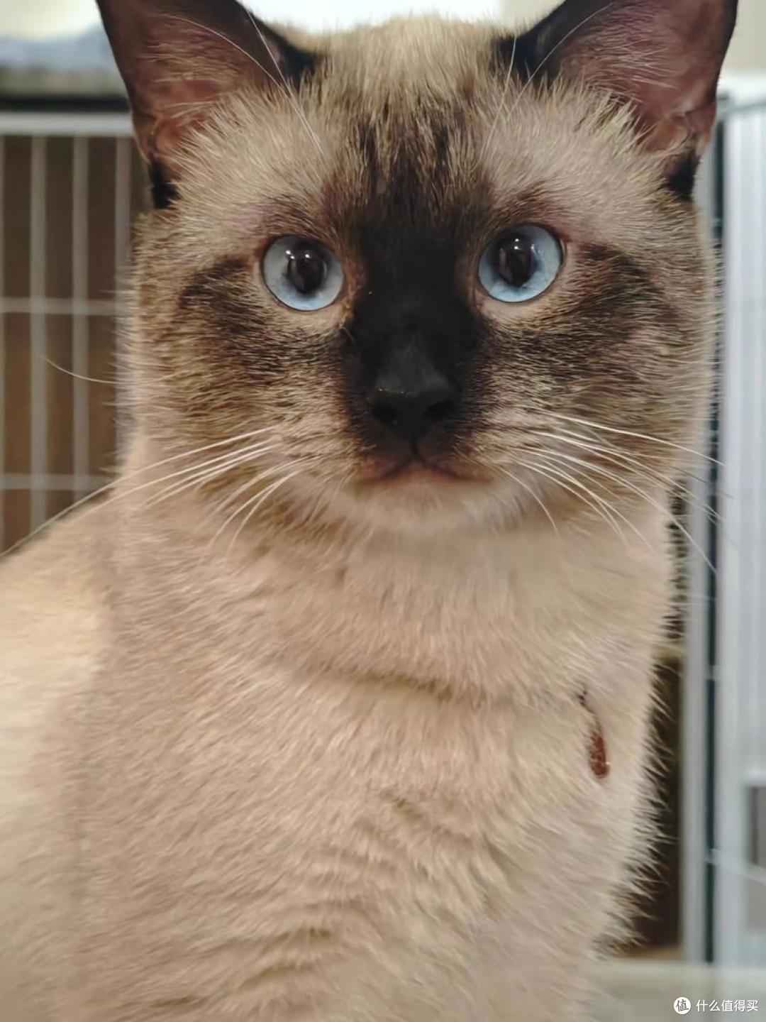 猫咪肠胃弱吃什么猫粮好?2025 护肠猫粮实测榜推荐!