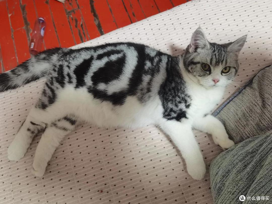 怎样选优质美短猫粮品牌?实测汇总2025年十大放心猫粮品牌TOP5