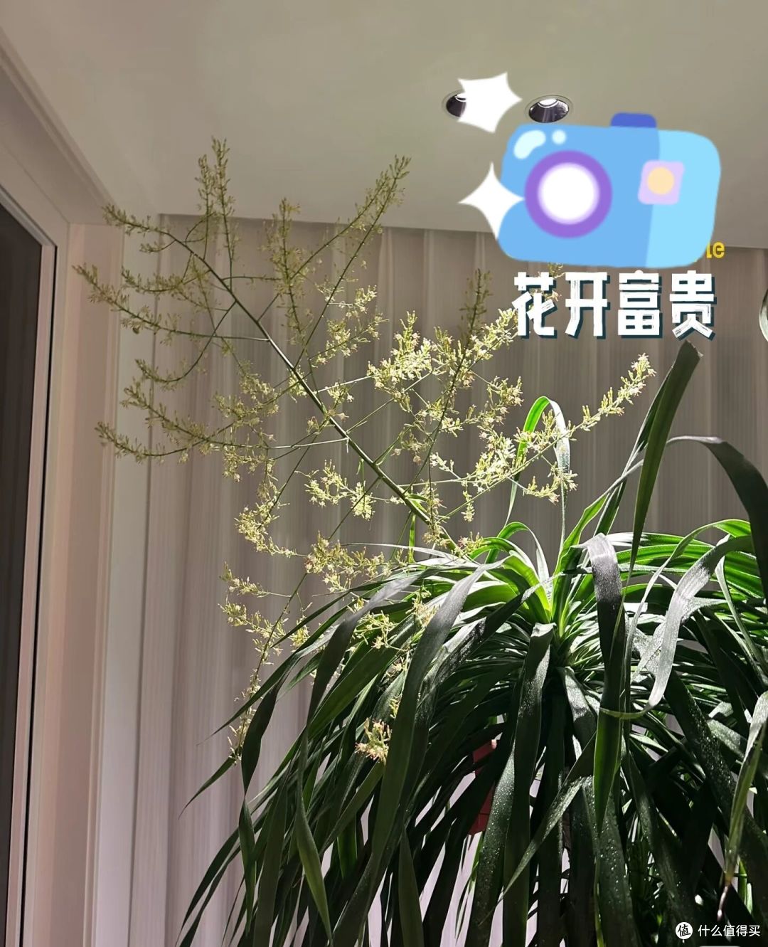 阿姨养9年的龙血树,送人前开花了,网友:太有灵性,别送人!