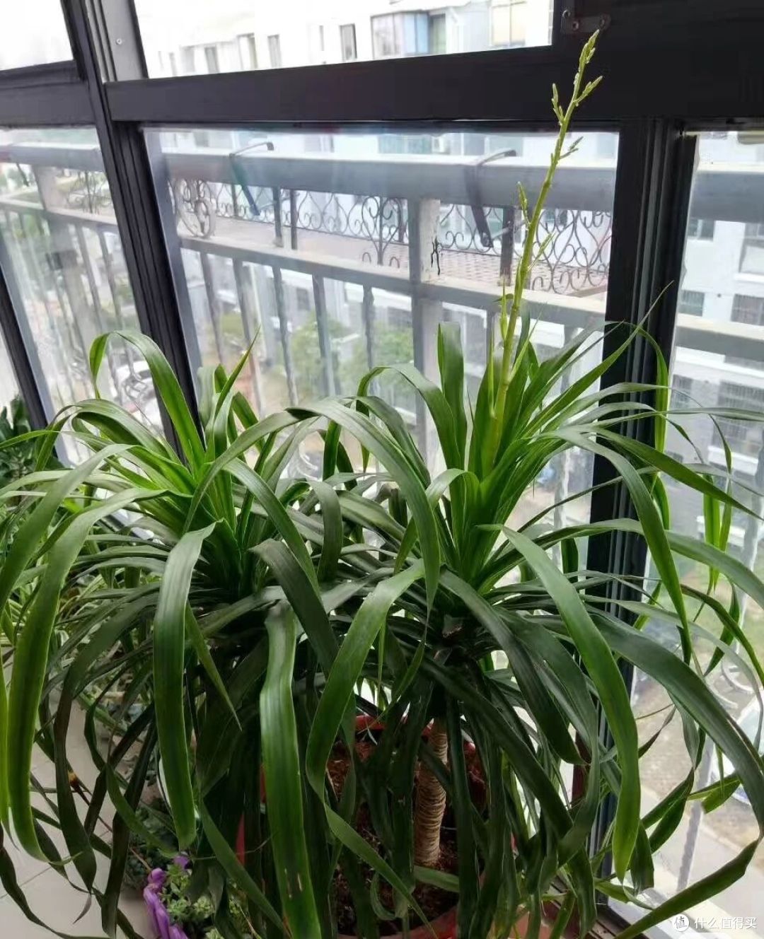 阿姨养9年的龙血树,送人前开花了,网友:太有灵性,别送人!