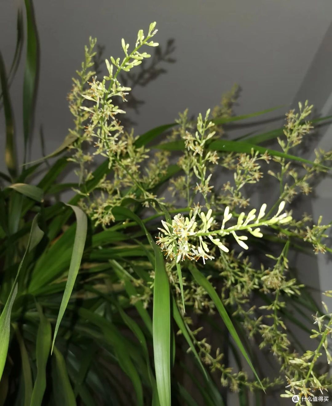 阿姨养9年的龙血树,送人前开花了,网友:太有灵性,别送人!