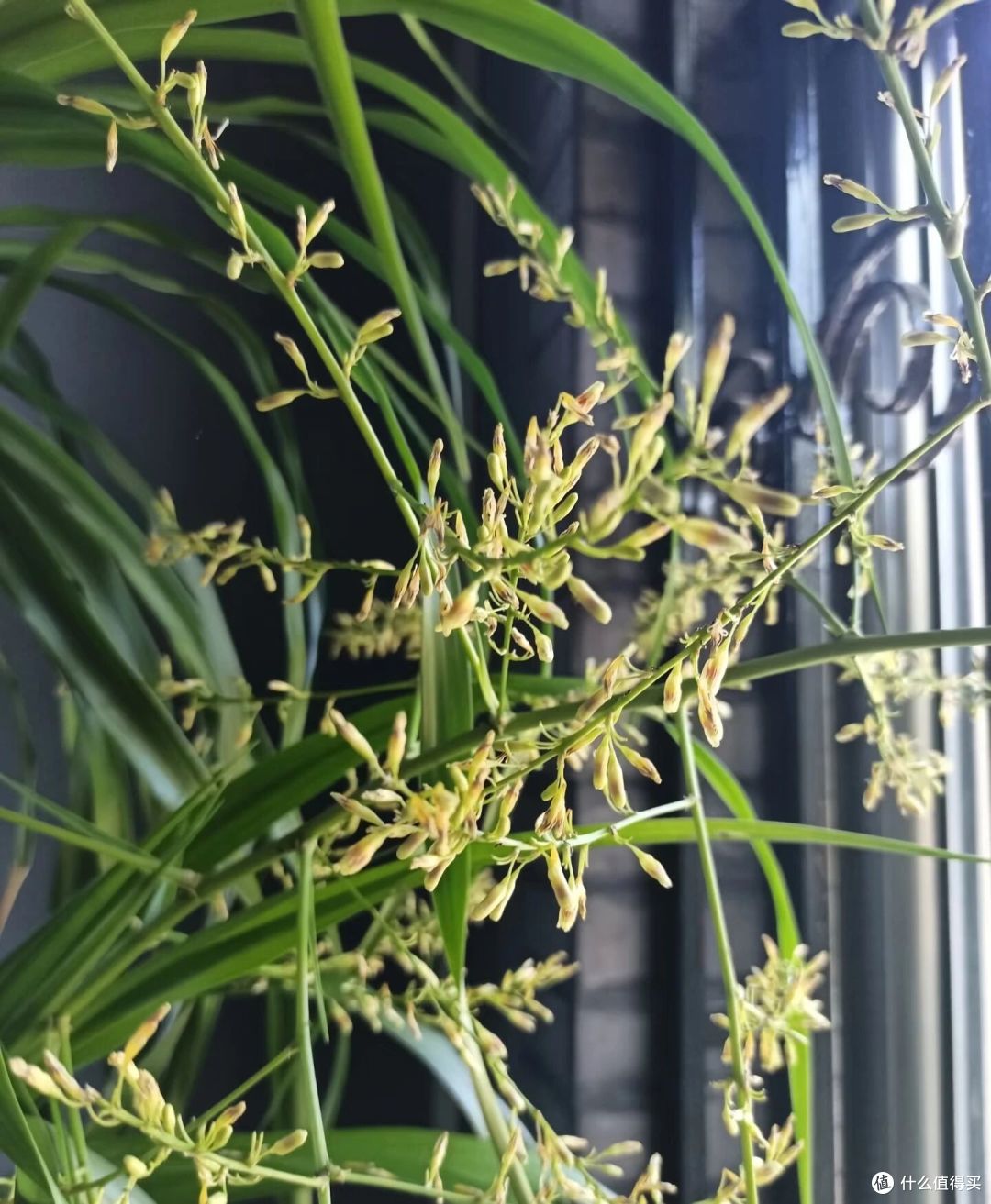 阿姨养9年的龙血树,送人前开花了,网友:太有灵性,别送人!