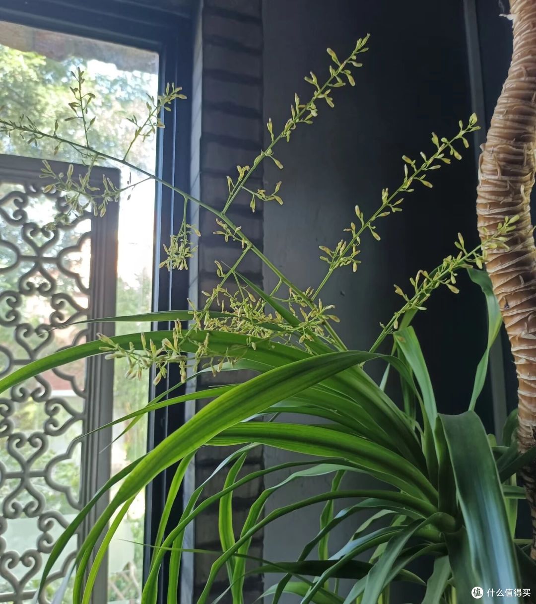 阿姨养9年的龙血树,送人前开花了,网友:太有灵性,别送人!
