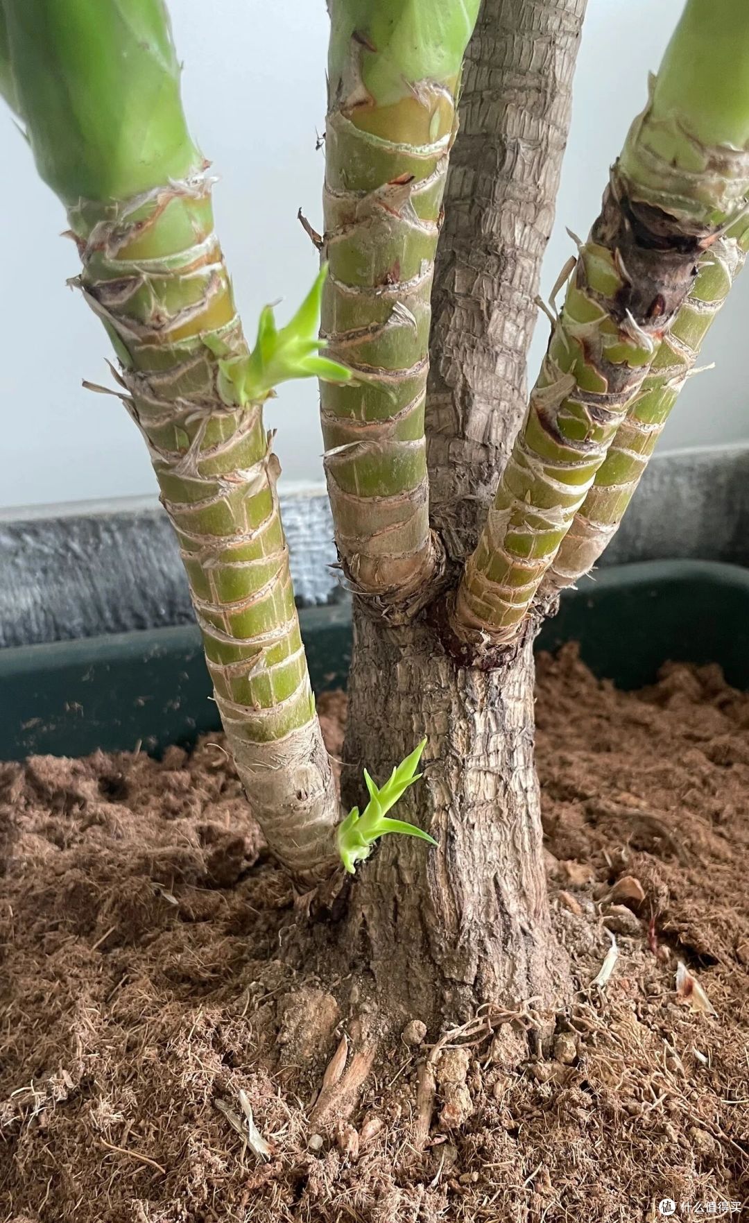 阿姨养9年的龙血树,送人前开花了,网友:太有灵性,别送人!