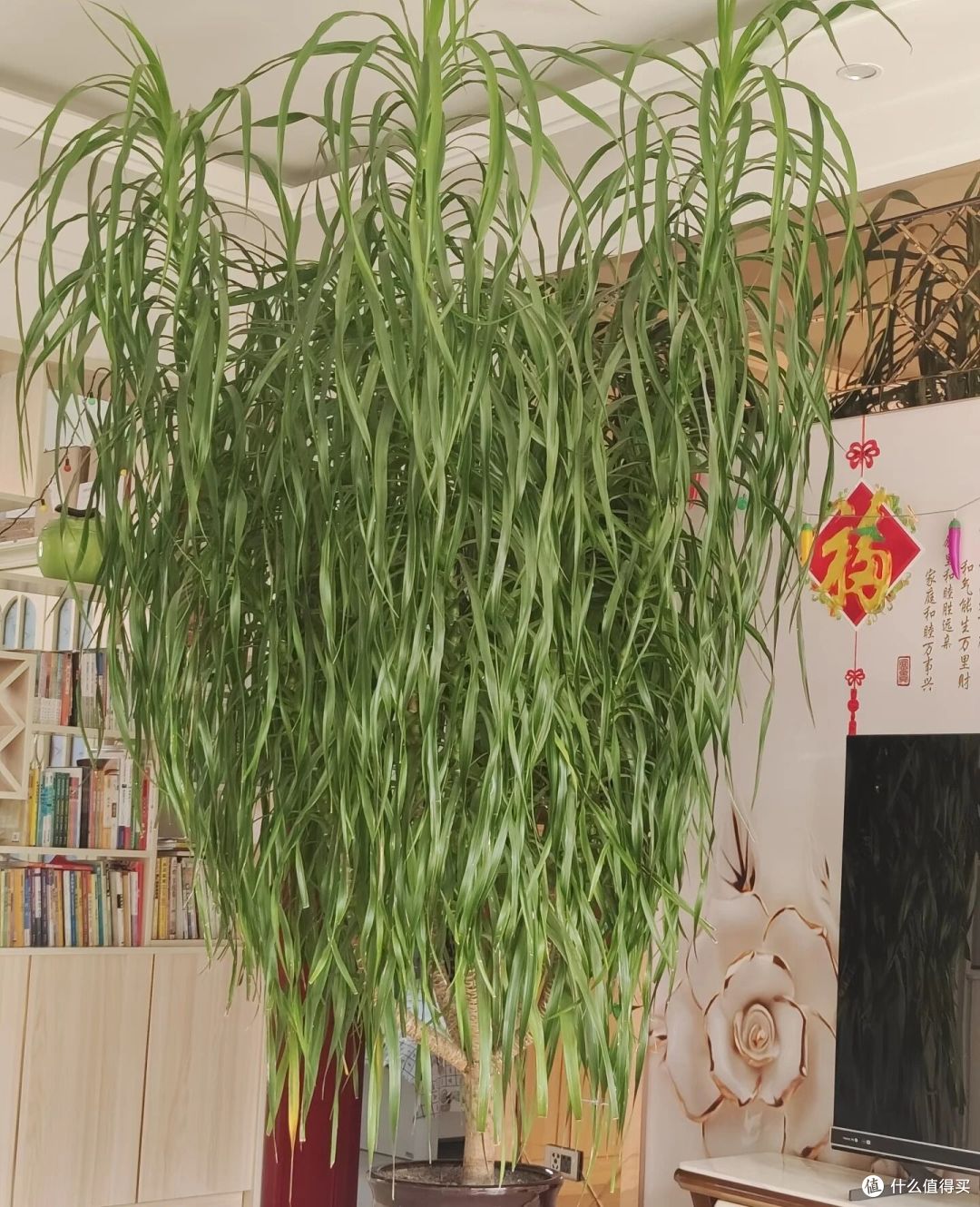 阿姨养9年的龙血树,送人前开花了,网友:太有灵性,别送人!