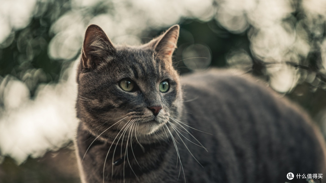 建议买哪款猫粮好性价比高?2025年度必买猫粮排行榜