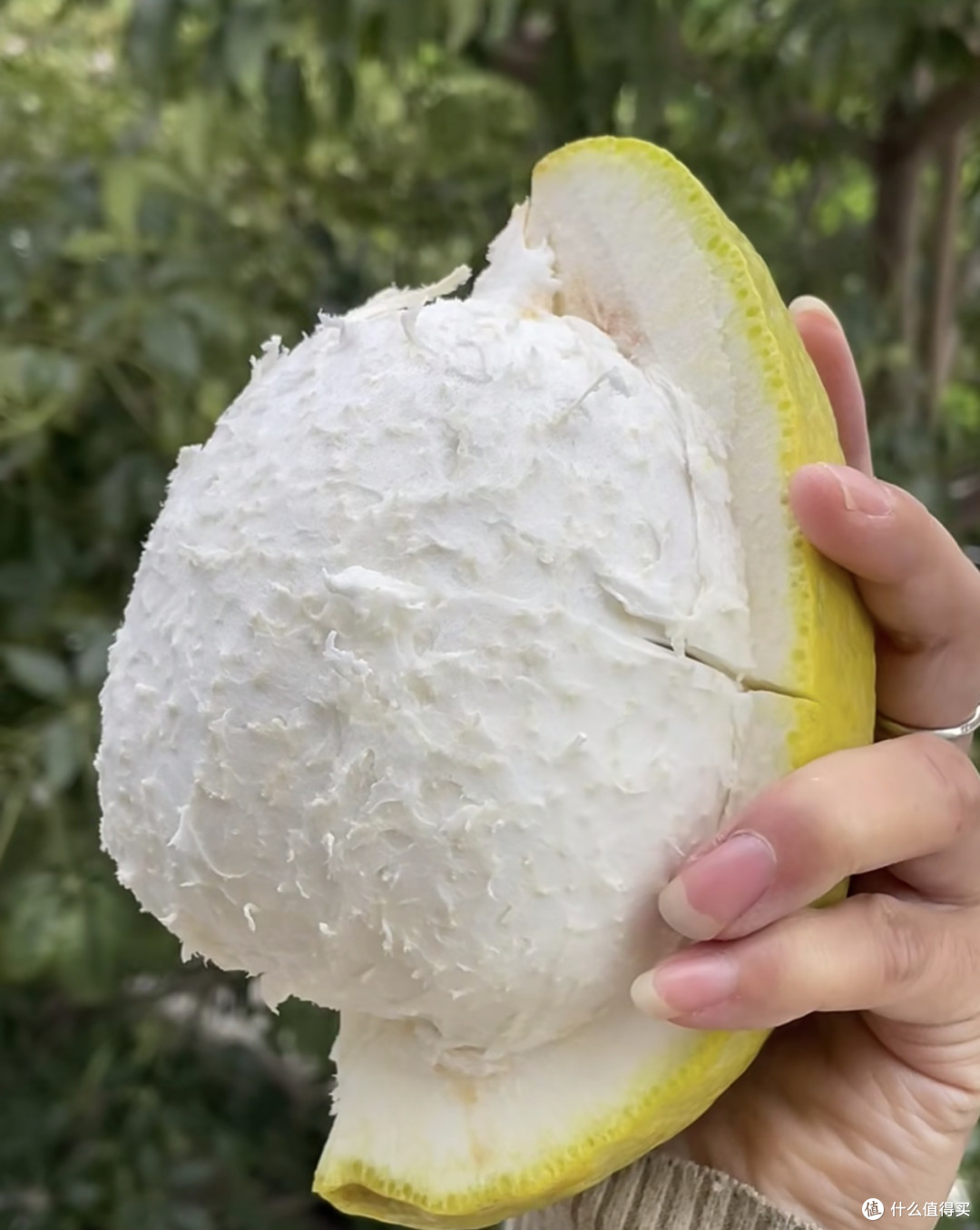 白心柚:清冽如雪的秋日雅韵!