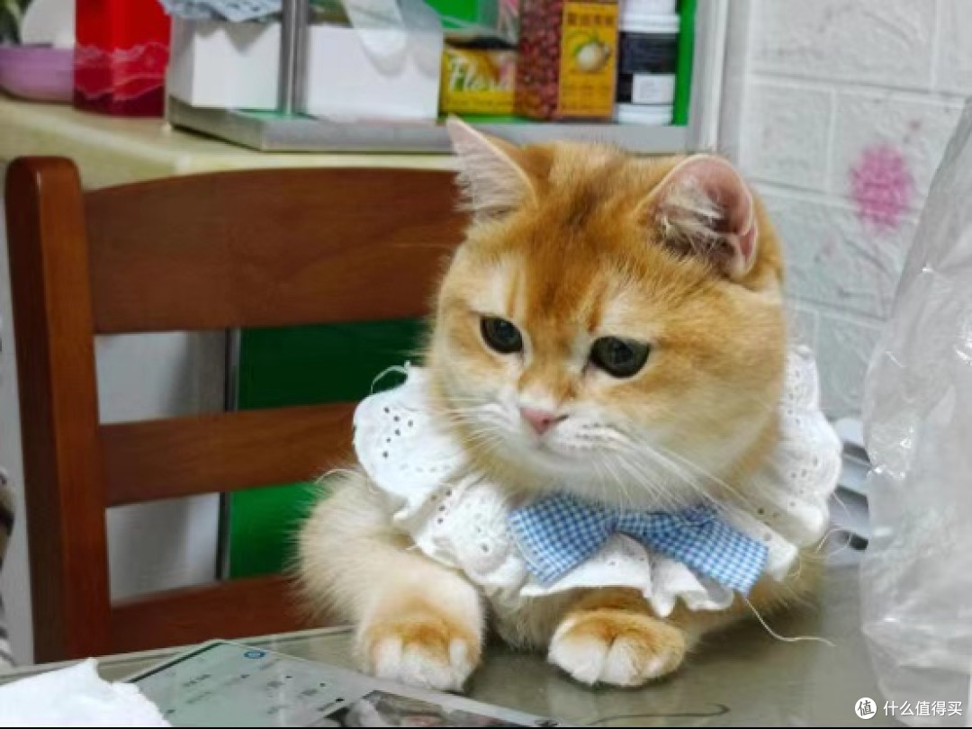 金渐层猫吃什么猫粮好?双十一必入的3款最好猫粮