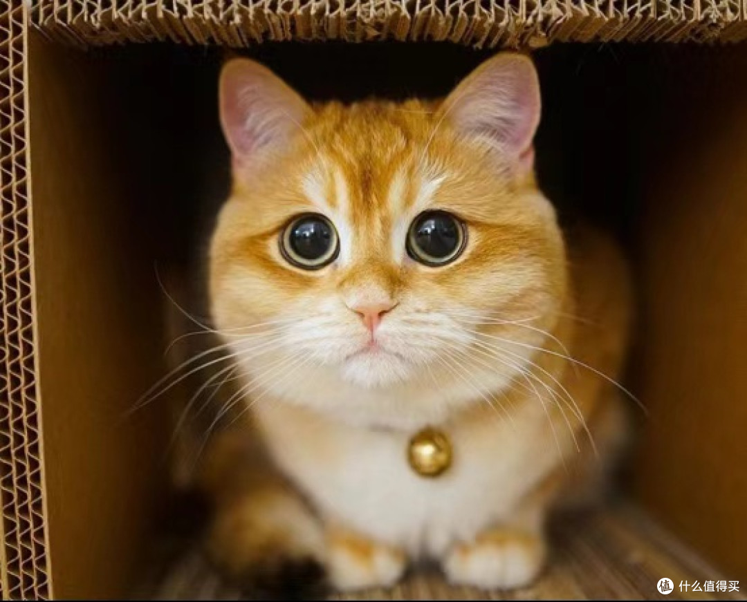 金渐层猫吃什么猫粮好?双十一必入的3款最好猫粮