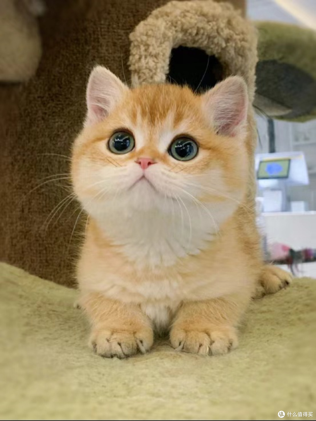 金渐层猫吃什么猫粮好?双十一必入的3款最好猫粮