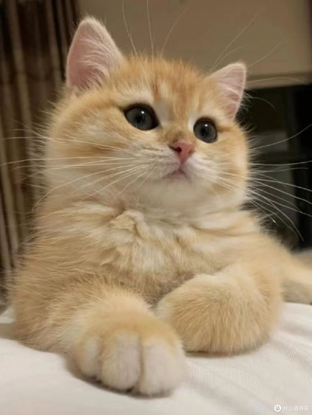 金渐层猫吃什么猫粮好?双十一必入的3款最好猫粮