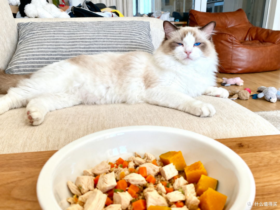 宠物多功能料理机宠物料理机哪个牌子好用?自制猫饭料理机推荐