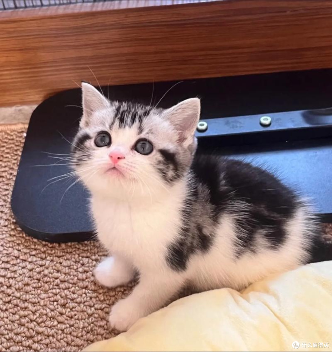 美短猫吃什么牌子的猫粮好？双十一囤货必看的猫粮品牌排行
