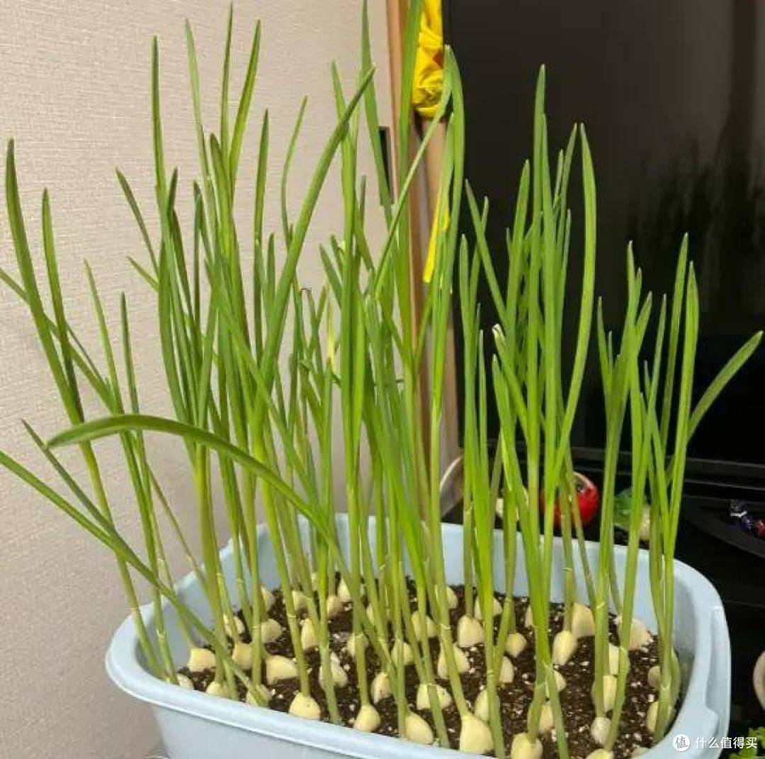 12月种植地图:南北都能种的耐寒蔬菜水果有哪些?
