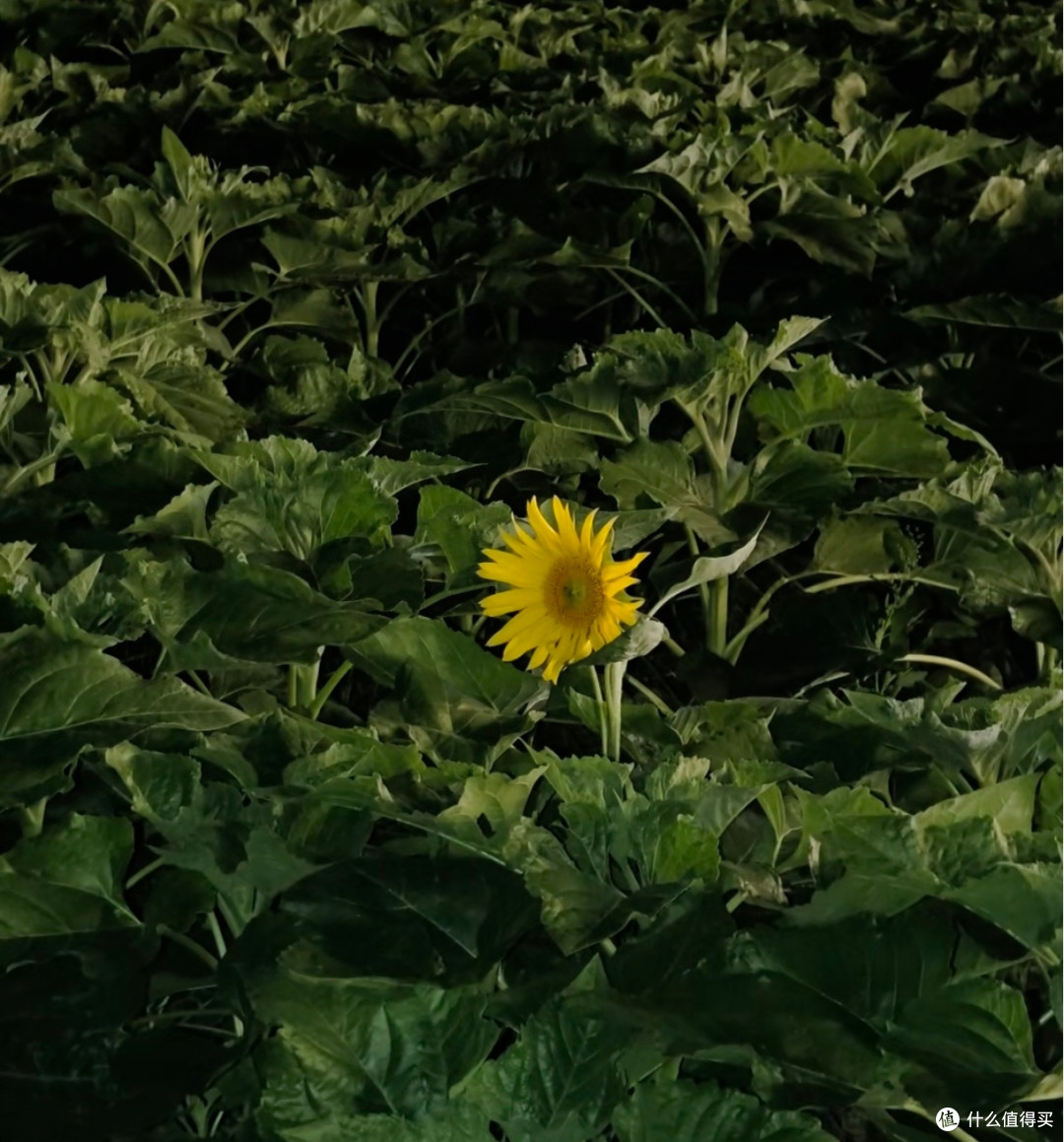 普通人苹果转安卓的一些感受