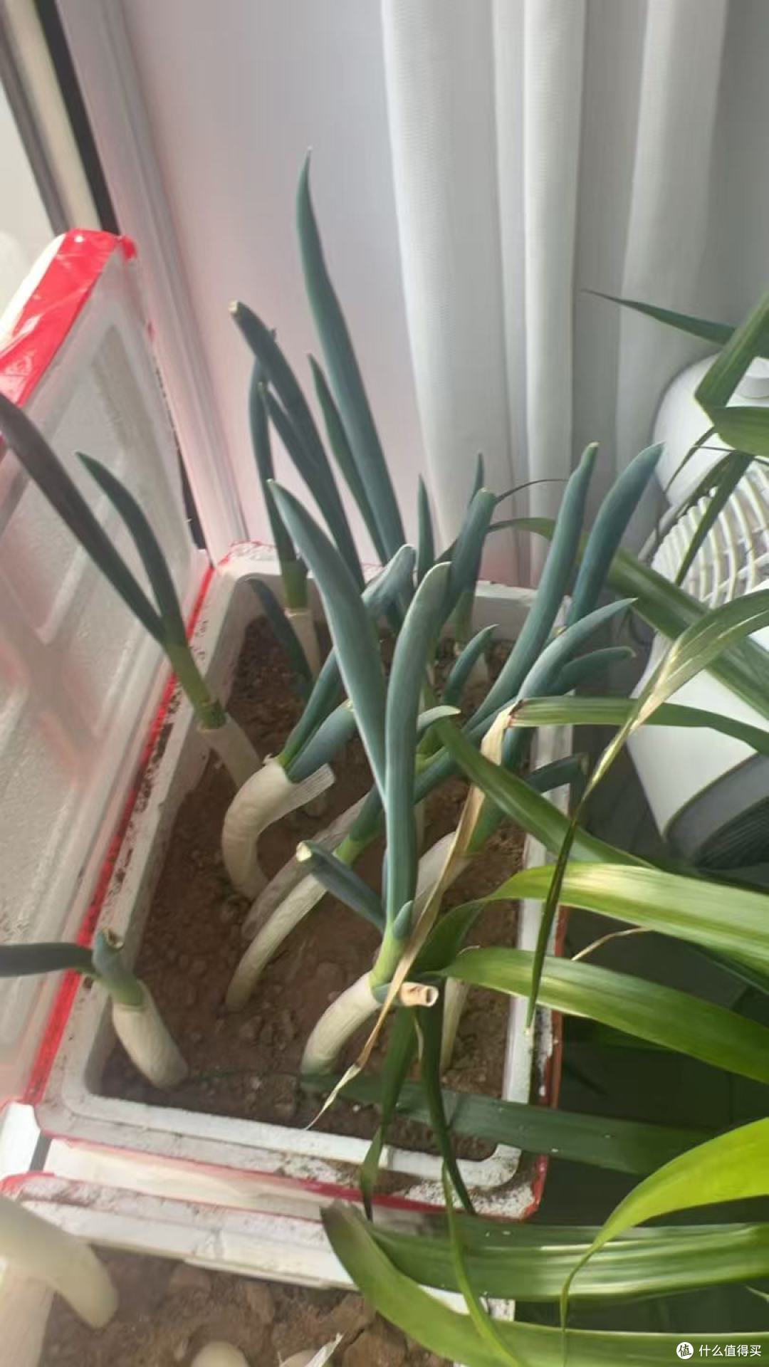被用来种葱的香蕉盒子