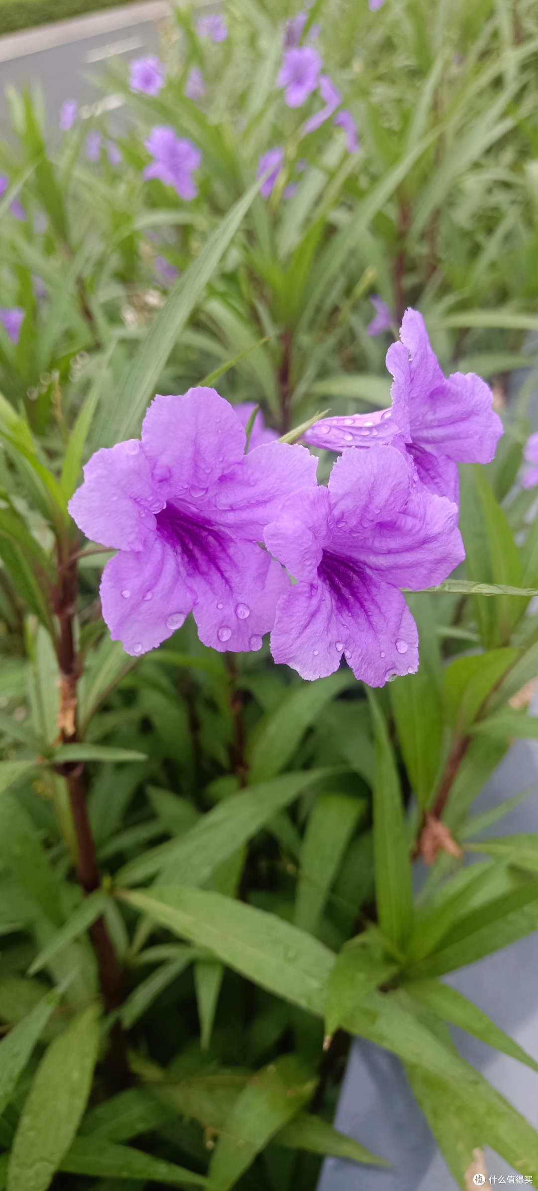 冬季鲜花挑选指南：新鲜度与抗寒力