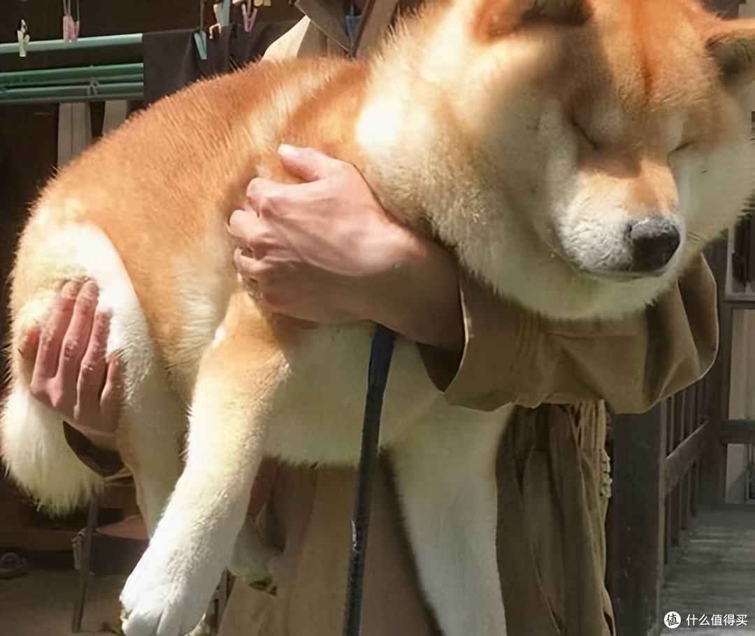 狗狗肥胖吃什么狗粮好?这5款优质狗粮,帮狗狗回归理想状态!